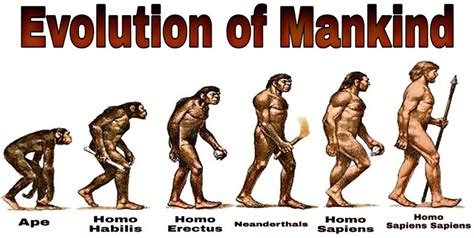Image result for Evolution Human Body