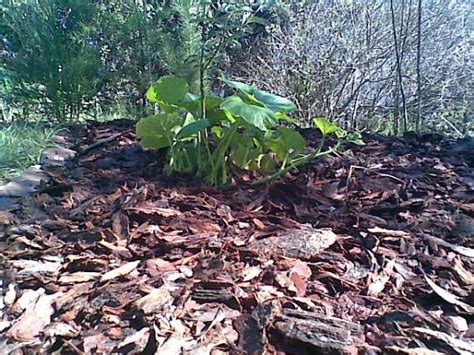 Image result for Images of Sheet Composting Method