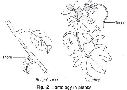Lab Manual: Homology and Analogy of Plants and Animals - Notes | Study ...