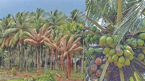 Coimbatore ryots seek govt aid as 28 lakh coconut trees face axe