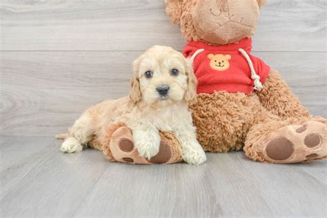 Image result for Cockapoo Dog Baby