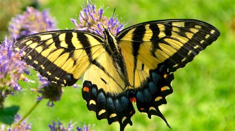 Yellow Butterfly Images
