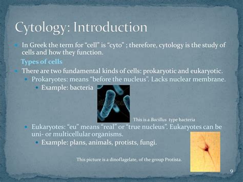 Image result for Cell Membrane Microscope Slides