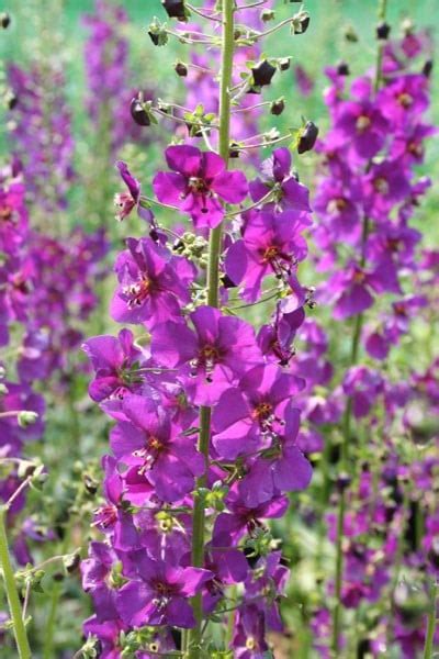 Buy purple mullein Verbascum phoeniceum 'Violetta': Delivery by ...