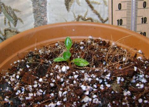 Mavi Kelebek Çiçeği (Clerodendrum ugandense) çimlendirme - agaclar.net