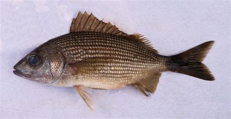 Grunt Family Photographs, and Information – Haemulidae | Mexico – Fish ...