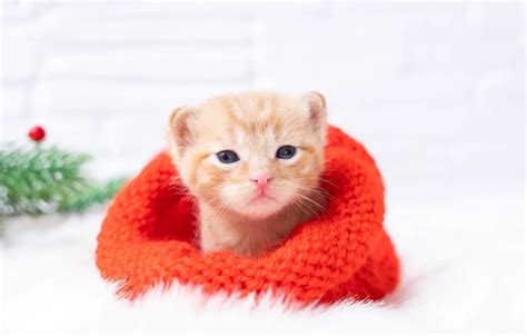 Wallpaper cat, branches, kitty, hat, baby, red, muzzle, Christmas for ...