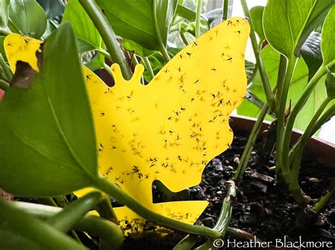 How I Finally Got Rid of Fungus Gnats in My Houseplants - Here She Grows