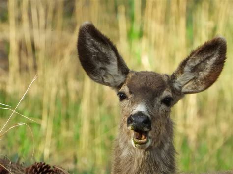 Do Deer Eat Meat? The Astonishing Truth Revealed in 2025 - Trophy Pursuit