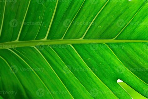 palm leaf texture natural tropical green leaf close up. Close up of ...