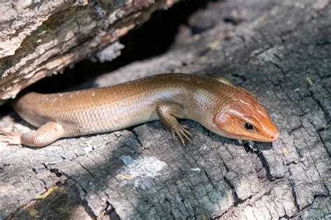 Broad-headed Skink | South Carolina Partners in Amphibian and Reptile ...