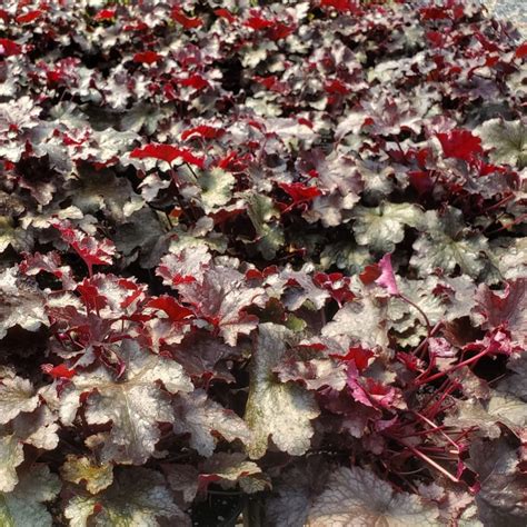 Heuchera ‘Plum Pudding’ (Coral Bells) - Cavano’s Perennials