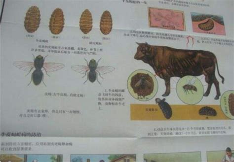 寄生虫に「ゾンビ化」された生き物たちの、閲覧注意なフォトギャラリー｜WIRED.jp