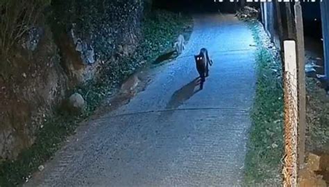 Melanistic Panther: ‘Bagheera’ And Two Leopards Spotted Together In ...