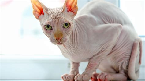 Finding a Reputable Sphynx Cat Breeder: Key Tips and Advice