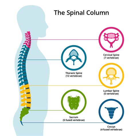 What Are The 5 Sections Of The Spine? Spinal Column Anatomy | BC Chiropractic Association