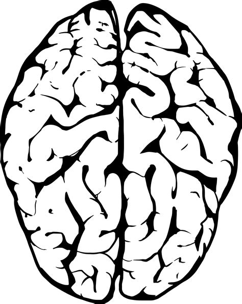 Human Brain Outline PNG Photo