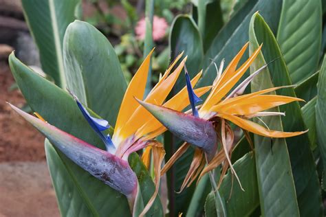 Birds Of Paradise Care