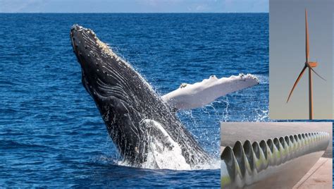 Biomimicry 2020: IIT M launches a great full semester course