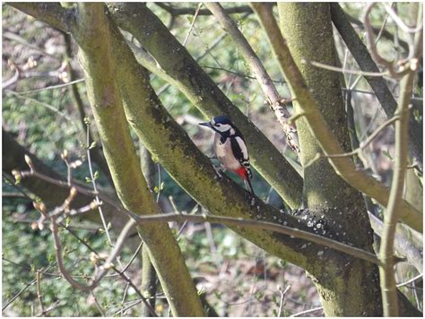 Strakapoud velký (Dendrocopus major, L. 1758) - Bobův fotoblog