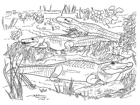Crocodile and Alligator Coloring Pages – Printable Coloring Pages. FREE