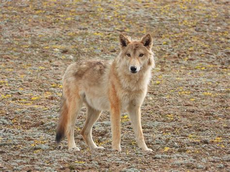 Tibetan Wolf Unraveling The Evolutionary History Of Wolves In South