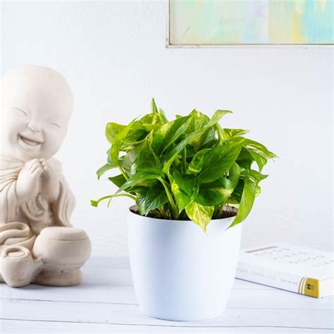 Buy NURTURING GREEN Valencia Multicolour Solid Polypropylene Floor ...