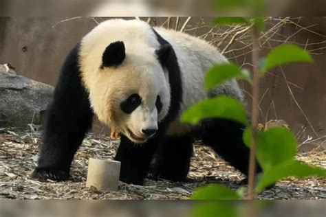 网传熊猫“宝新”去世？网友称3月初就没再出现过，官方回应