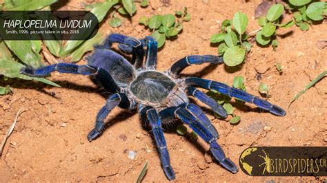 Cobalt Blue Tarantula