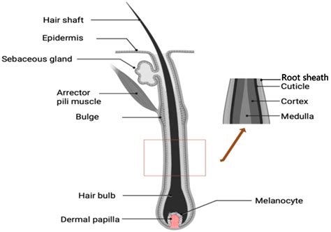 Hair Root Structure 的图像结果
