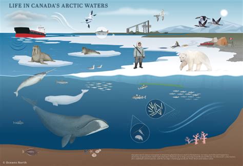 GLOBE-Net Arctic Food Chain - GLOBE-Net
