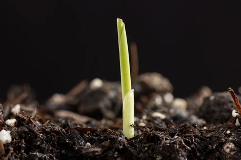 How Long Does Corn Take To Grow From Seed | Storables