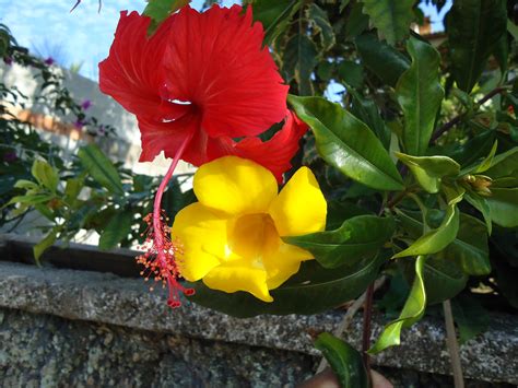 Free photo: Red and Yellow Flowers - Bloom, Flowers, Nature - Free ...