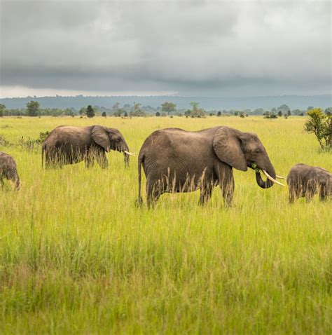 Future Animals Evolution 的图像结果