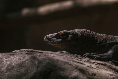 Image result for Computer Monitor Lizard