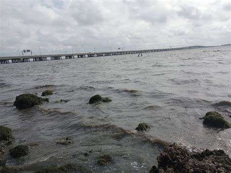 PINELLAS SAFE HARBOR - Clearwater FL - Hours, Directions, Reviews ...