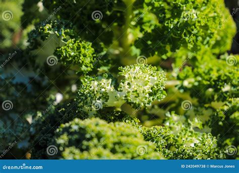 A Close Up Shot of Lush Green Broccoli Plants in the Edible Garden at ...