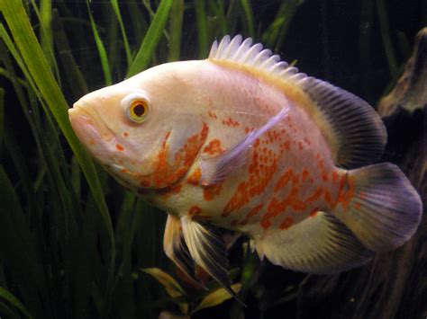 Freshwater Oscar Fish