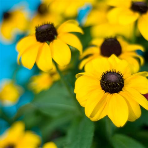 Deer Resistant Annual Flowers