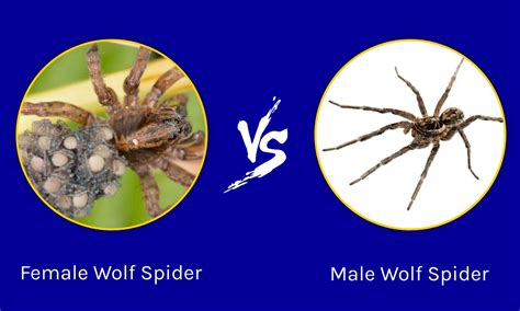 Large Wolf Spider Size Comparison at Mario Wall blog