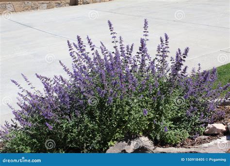 San luis purple sage stock image. Image of pinkishpurple - 150918405