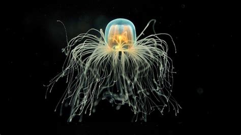 Oldest known species of jellyfish discovered. It lived 500 million ...