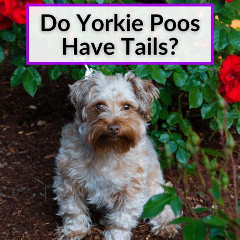 Do Yorkie Poos Have Tails? (What You Need To Know)
