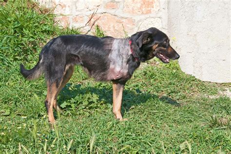 Why Is My Puppy Bow Legged