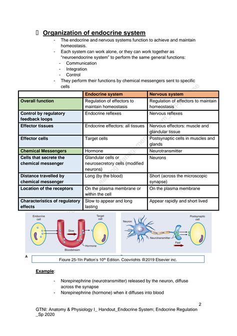 Image result for Endocrine System Lesson