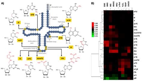 The Versatile Roles of the tRNA Epitranscriptome during Cellular ...