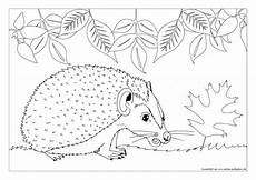 igel ausmalbild pdf wie einen igel zeichnen lernen au 223 erdem gibt s kostenlose igel ausmalbild pdf wie einen igel zeichnen lernen au 223 erdem gibt s kostenlose