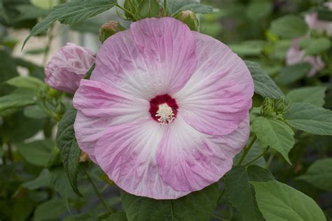 Are Hardy Hibiscus Perennials at Lance Upshaw blog
