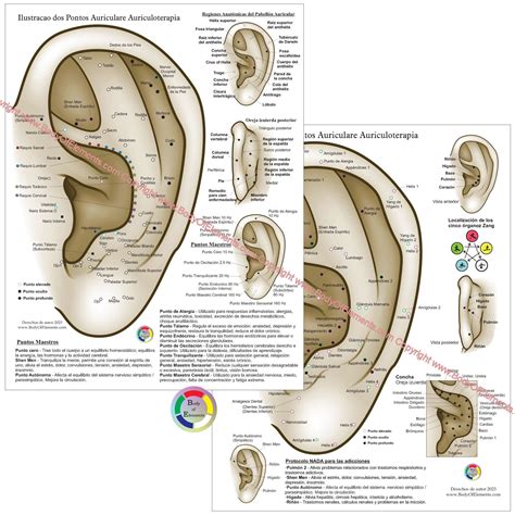 Ear Acupuncture Chart in Spanish 8.5" X 11" – Body of Elements