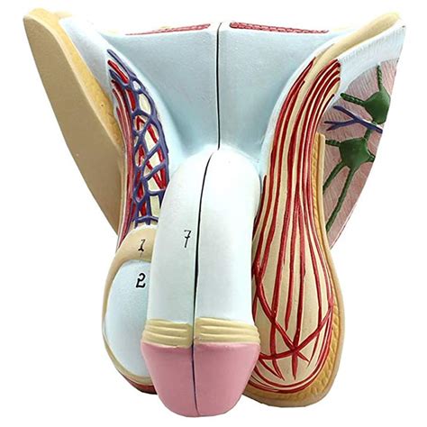 Image result for Male Reproductive System Anatomical Model